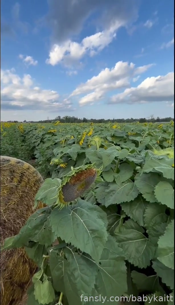 Sunflower Field Bundle