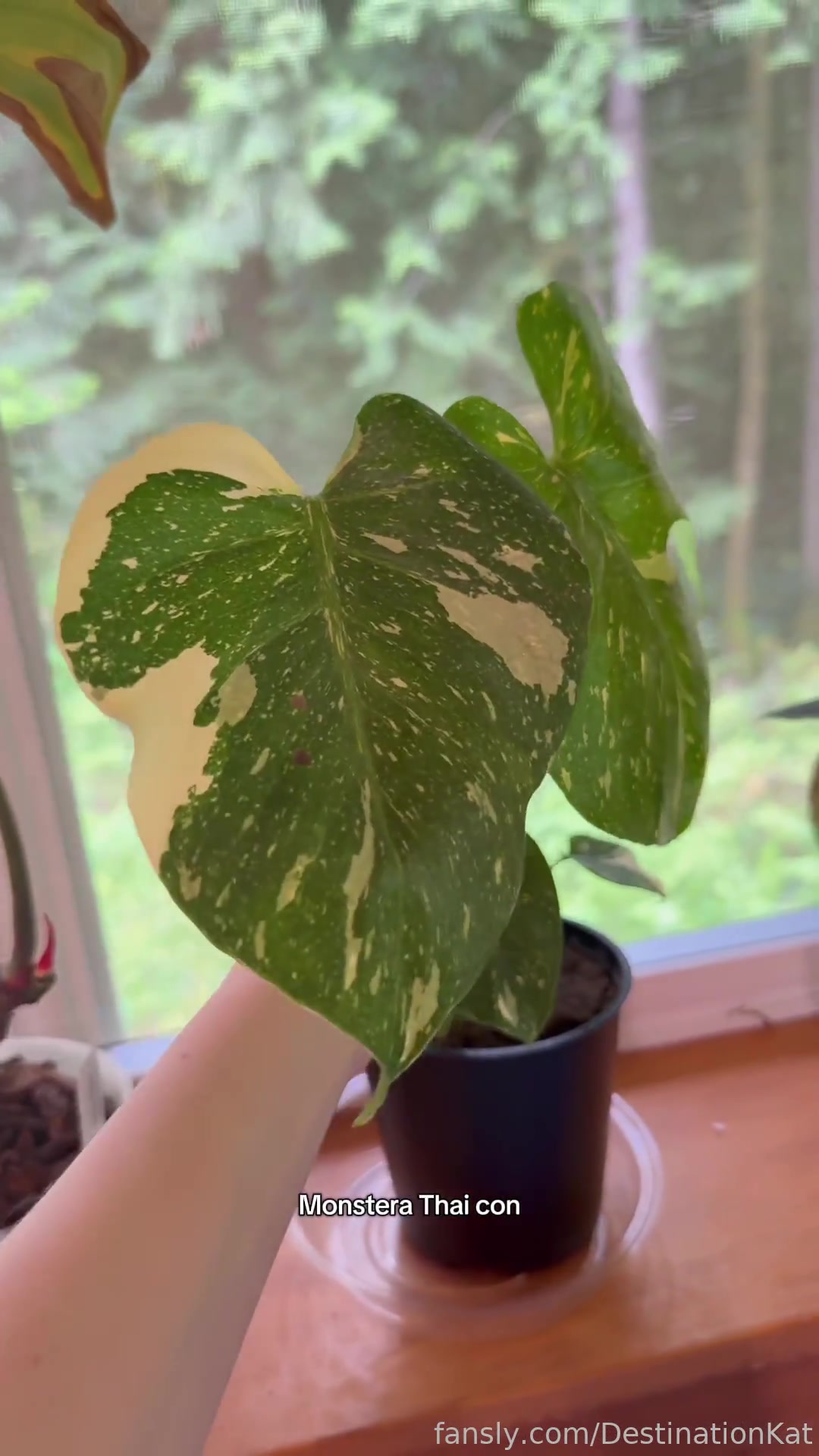 All Of My Monstera Plants With Names